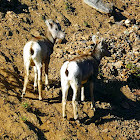 Bighorn Sheep