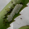 Insect eggs