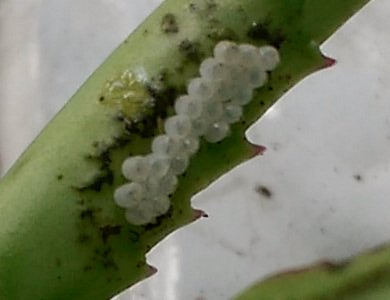 Insect eggs