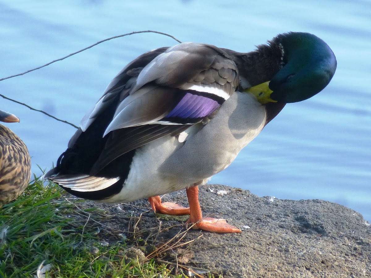 Mallard Male