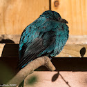 Asian Fairy Bluebird