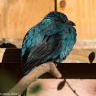 Asian Fairy Bluebird