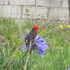 Vermillion Flycatcher (male)