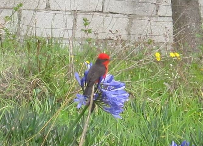 Vermillion Flycatcher (male)