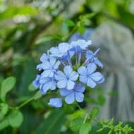 九品蓮花生態教育園區