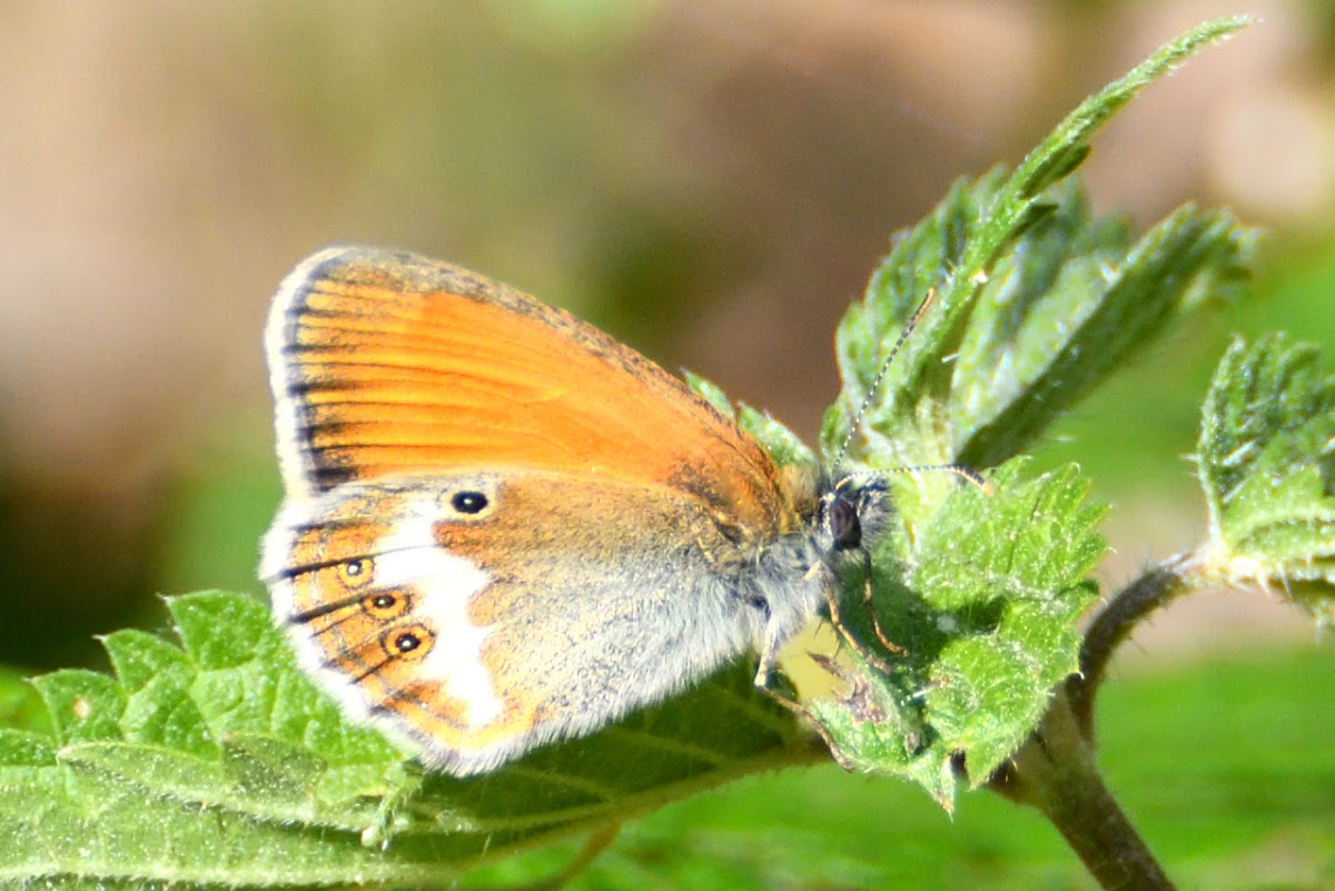 Pearly Heath; Ninfa perlada