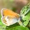 Pearly Heath; Ninfa perlada