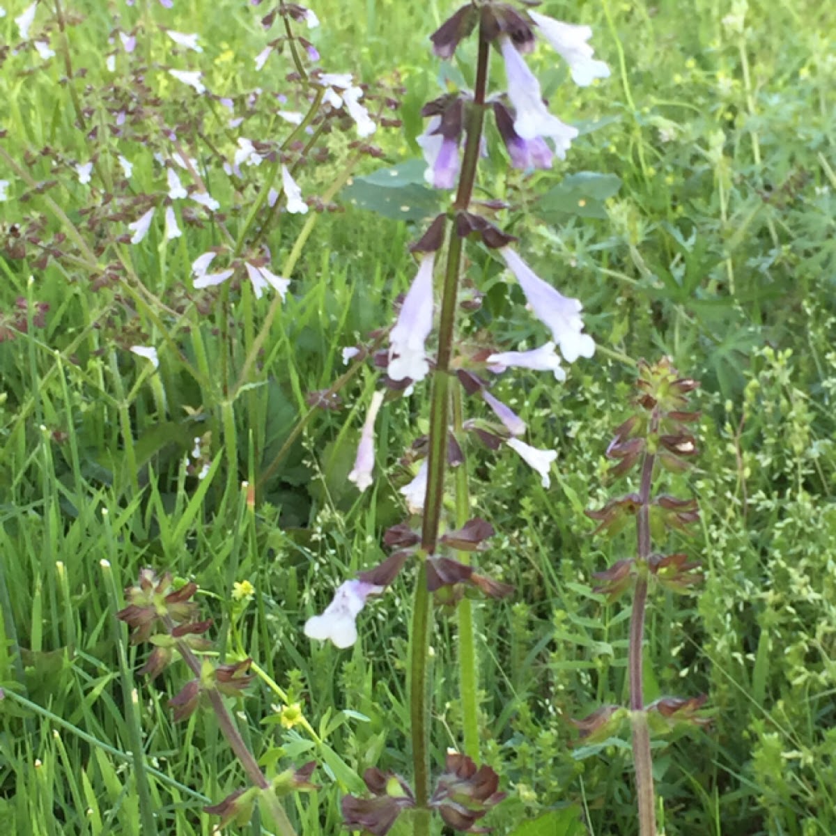 Lyre Leaf Sage