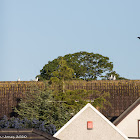 Herring Gull