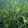 Manatee Grass