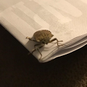 Brown marmorated stink bug