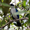 Collared Kingfisher