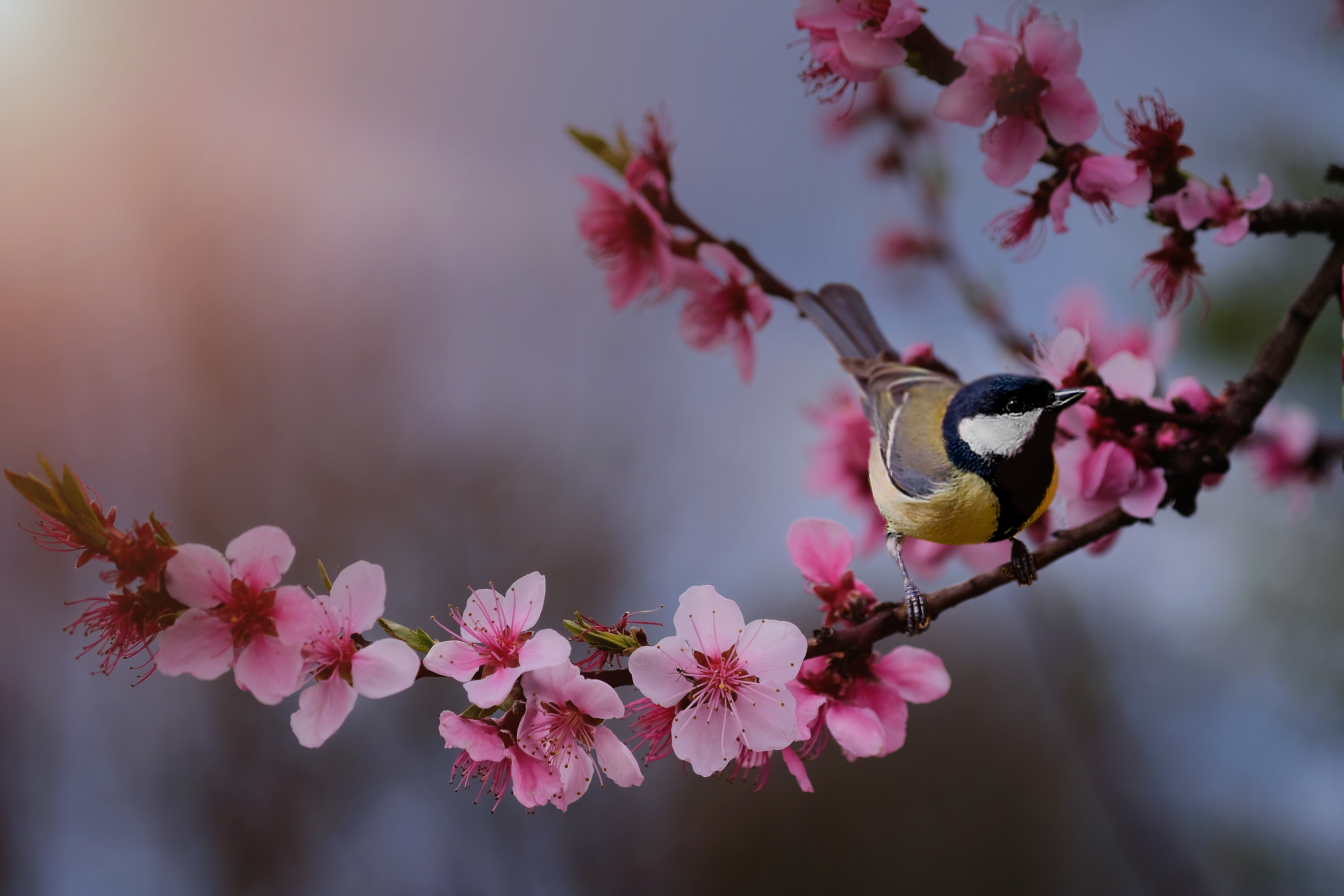 Blossom time di Daniela Ghezzi