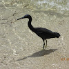 Pacific reef heron (dark morph)