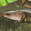 Common Sun Skink