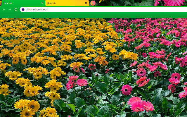 Pink and Yellow Daisy Flowers chrome extension