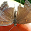 Red Spotted Purple