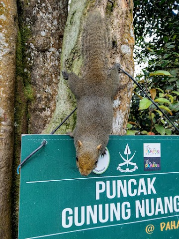 Gunung Nuang Squirrel at the Peak