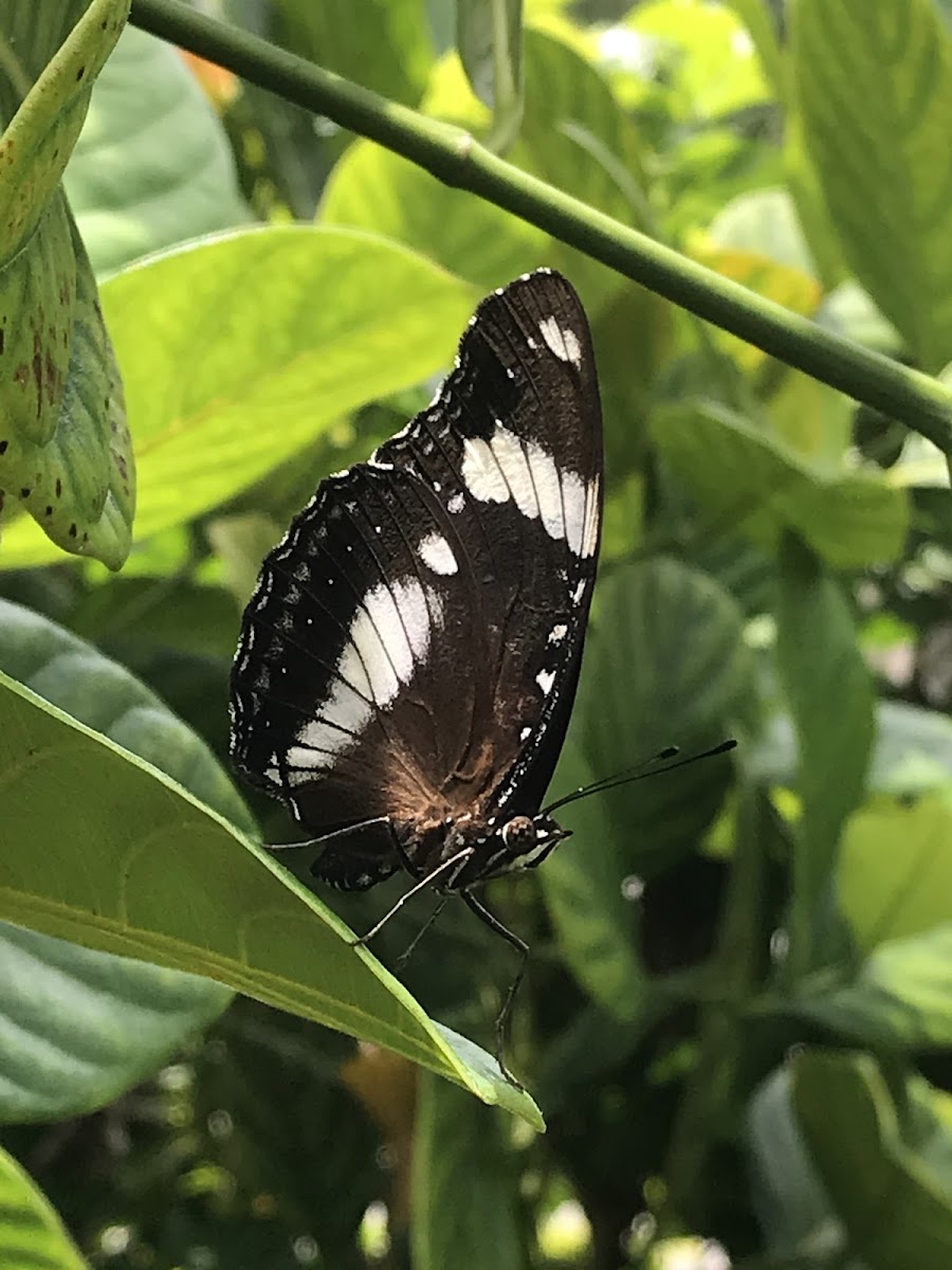 Great Eggfly