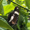 Great Eggfly