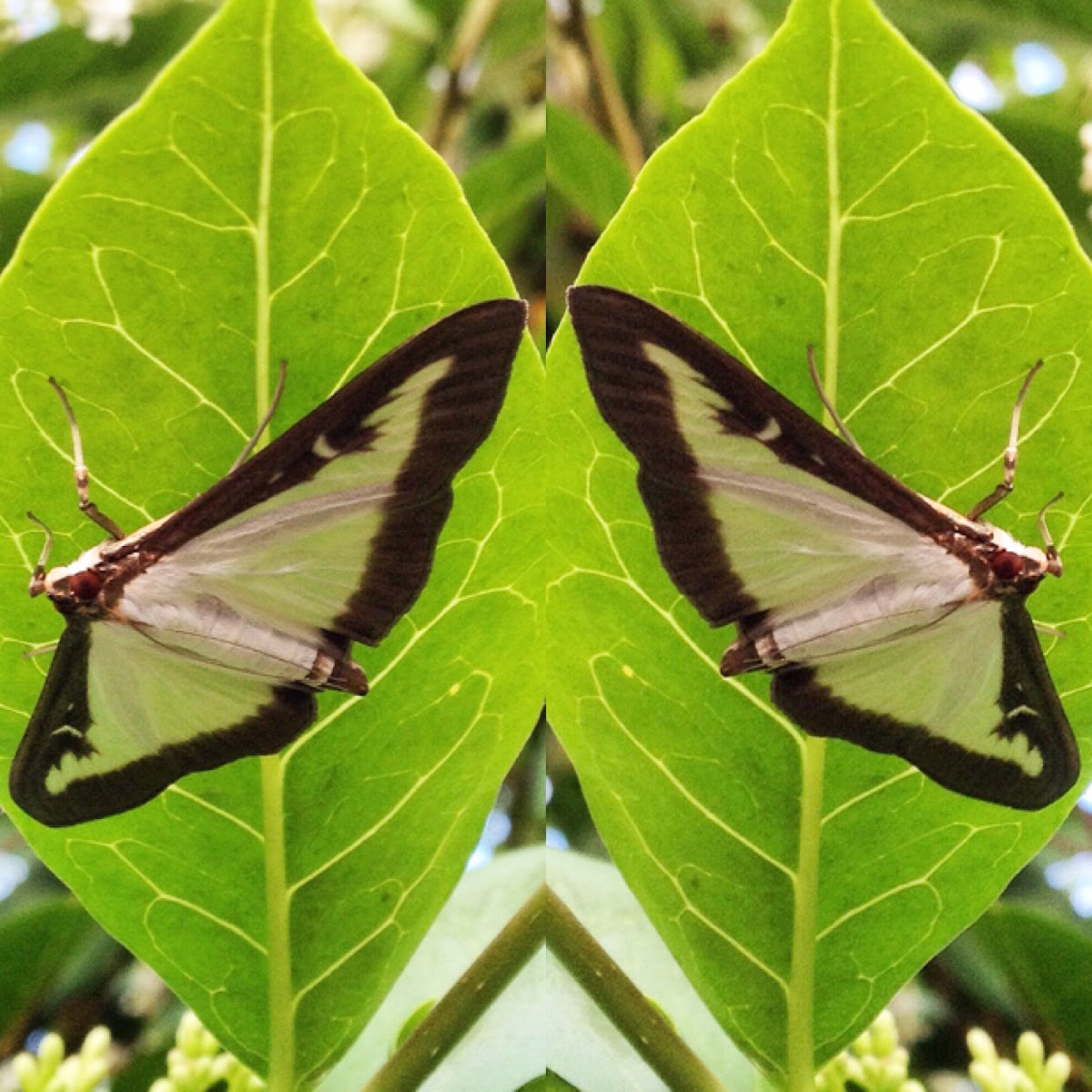 Box Tree Moth or Buchsbaumzünsler or Pyrale du Buis