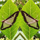 Box Tree Moth or Buchsbaumzünsler or Pyrale du Buis