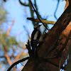 Great spotted woodpecker