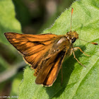 Small Skipper