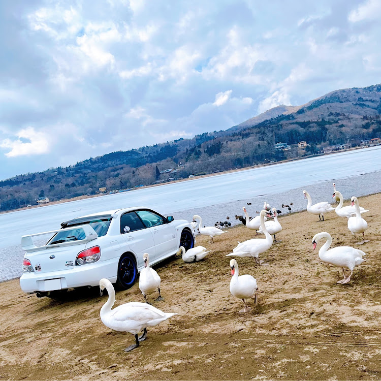 インプレッサ WRXの山中湖・白鳥・白鳥とコラボ・写活に関するカスタム事例の投稿画像1枚目