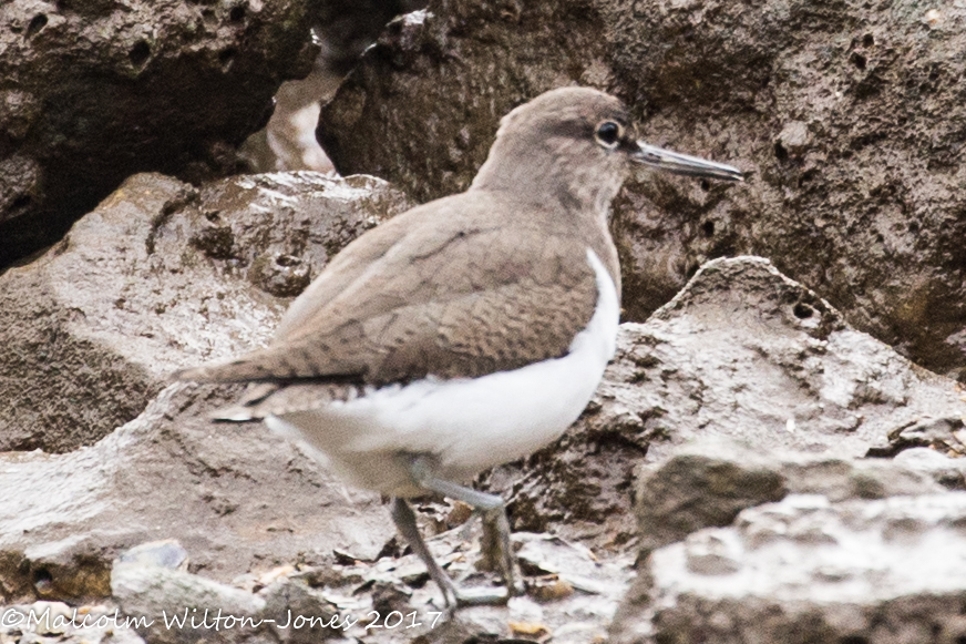 Common Sandpiper