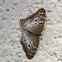 White Peacock