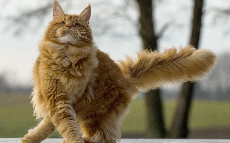 cách nuôi mèo maine coon