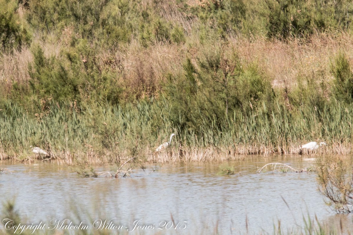 Little Egret; Garceta Común