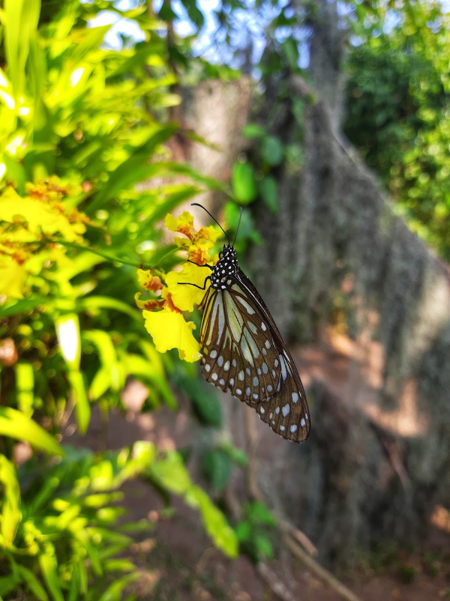 Blue Tiger