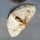 Hooktip Moth