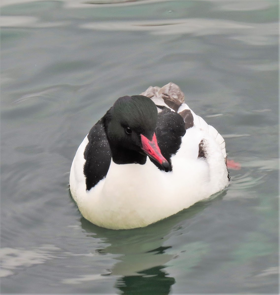 Goosander