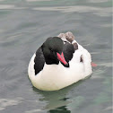 Goosander