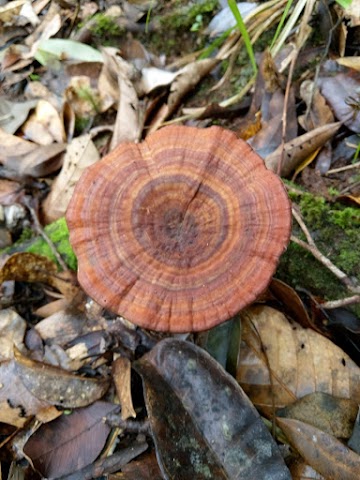 Kinabalu National Park