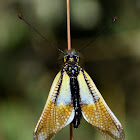 Owlfly