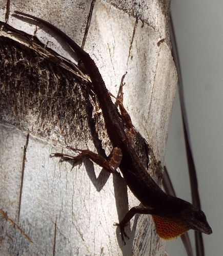 Brown Anole