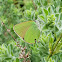 Green Hairstreak / Zeleni kupinar