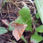 Larentiinae moth / Пяденицы волнистые.