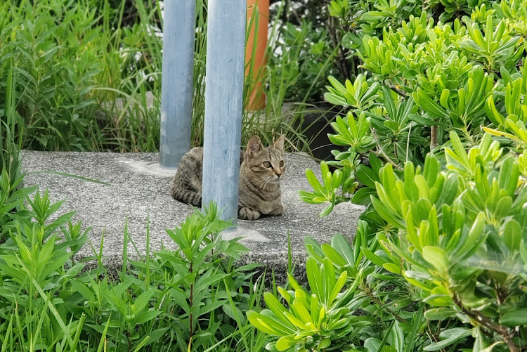 の投稿画像5枚目