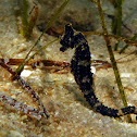 Short-snouted seahorse