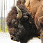 American Bison