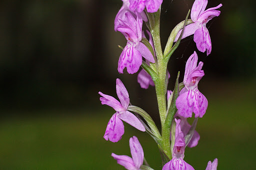 Dactylorhiza elata