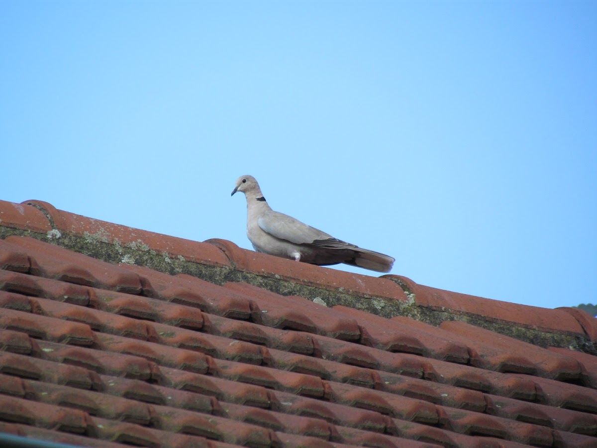 Eurasian collared Dove