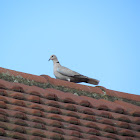 Eurasian collared Dove