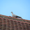 Eurasian collared Dove