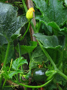 Gem squash growing on wooden tripod structure.